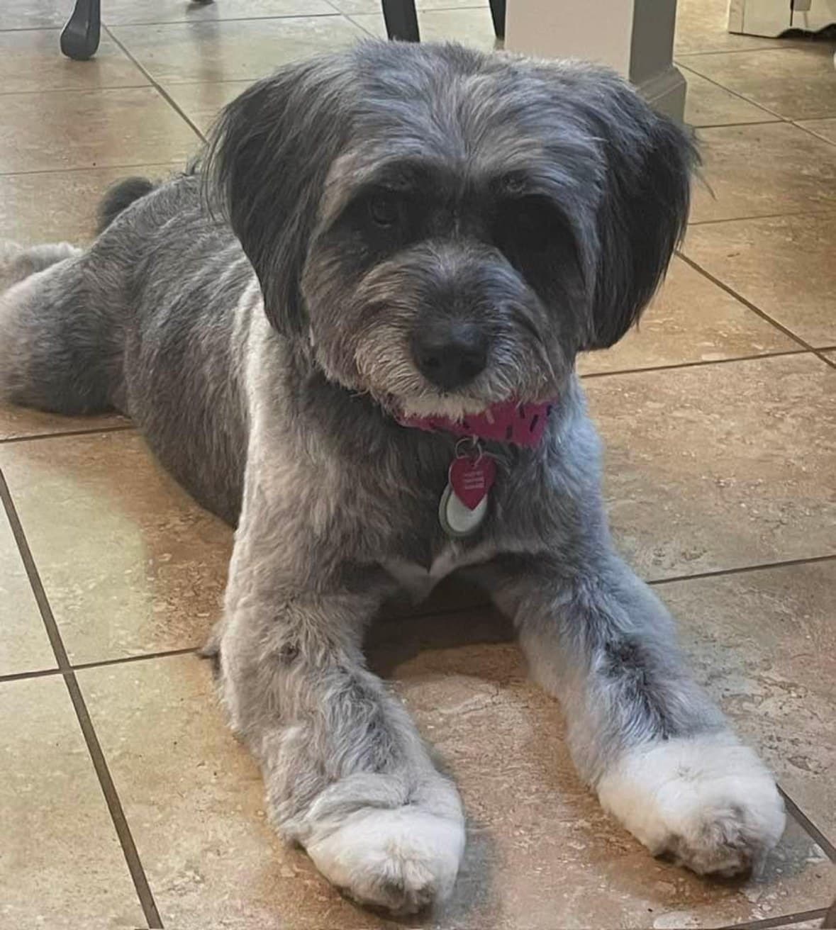 Tillie today, groomed, healthy, and safe at home