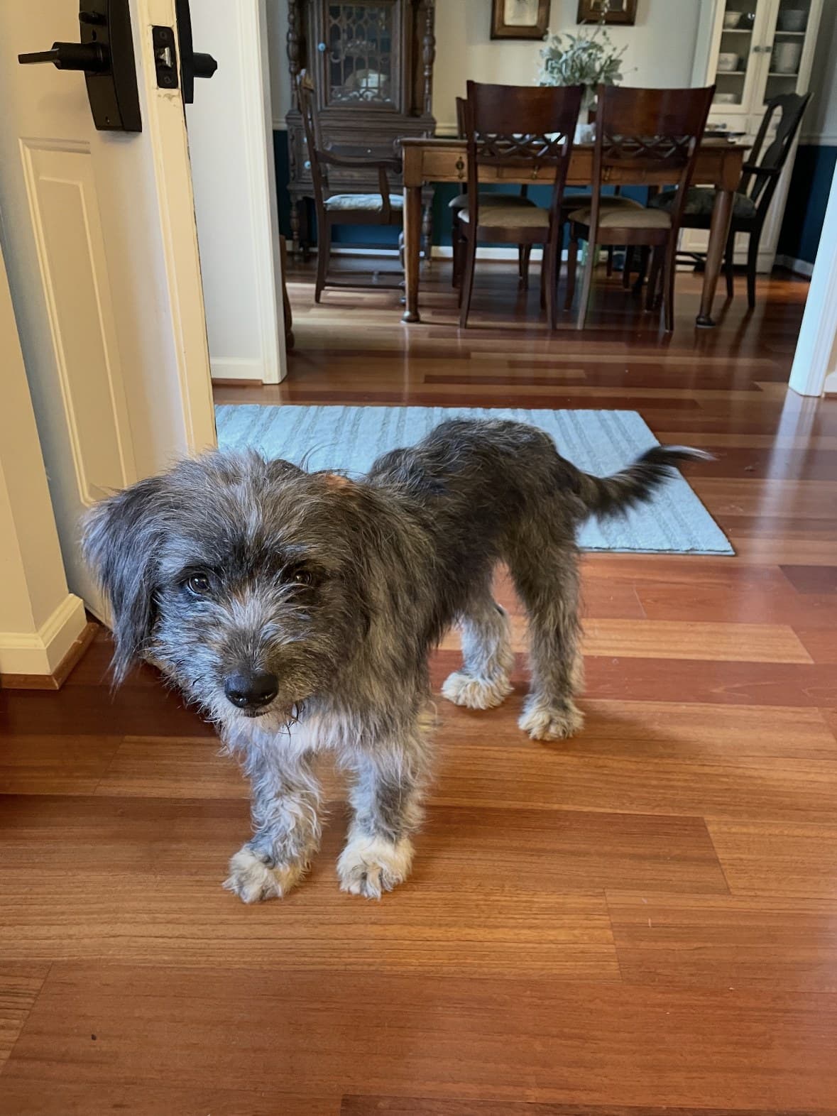 Tillie when she was rescued, scruffy, matted, and overlooked