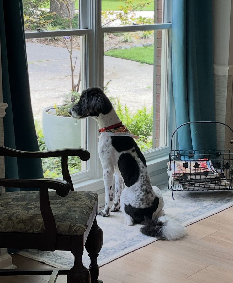 A rescued black-and-white dog watching out the window