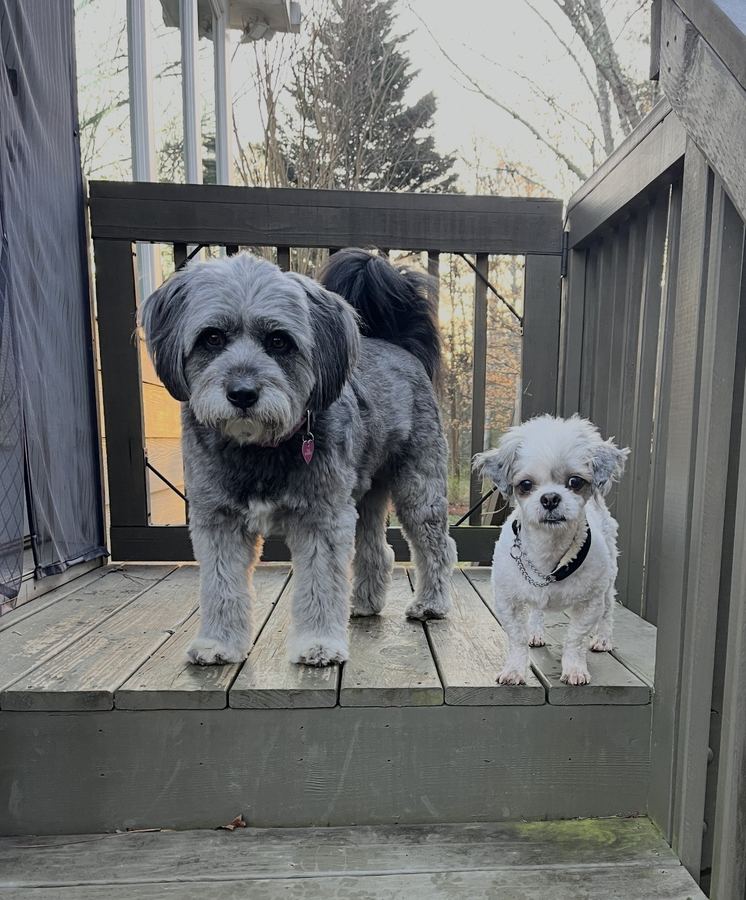Two rescued dogs together on the porch