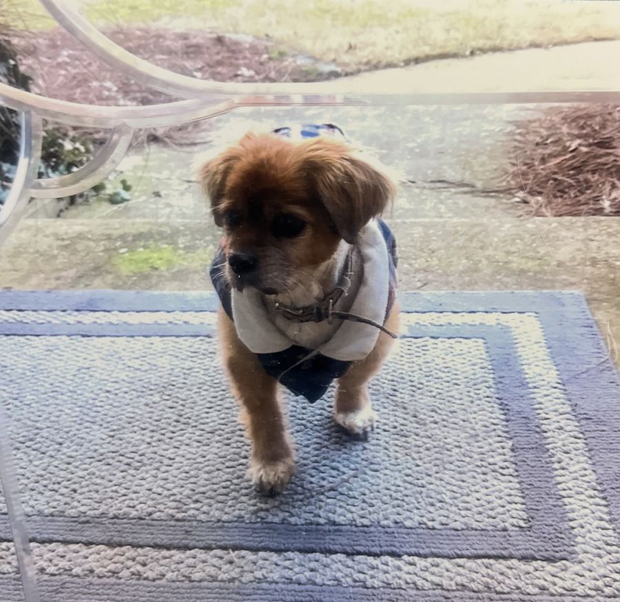 A fluffy rescued puppy in a little sweater