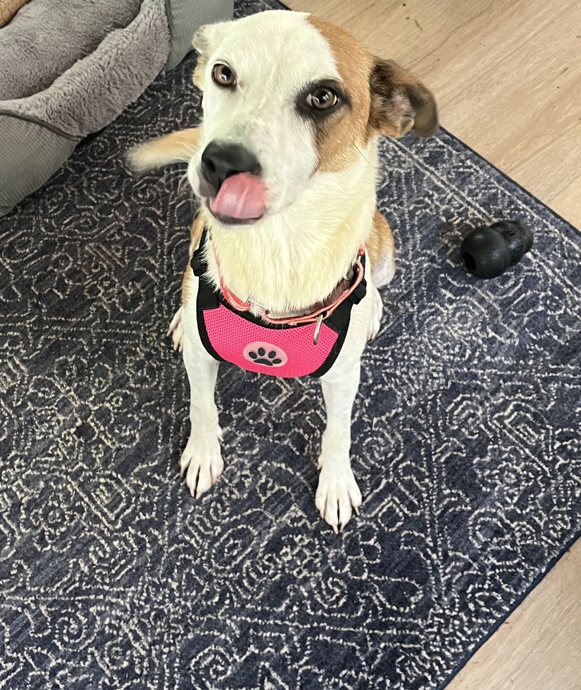 Sadie, a white dog with tan and brown ears in a pink harness, sitting on a rug with her tongue out