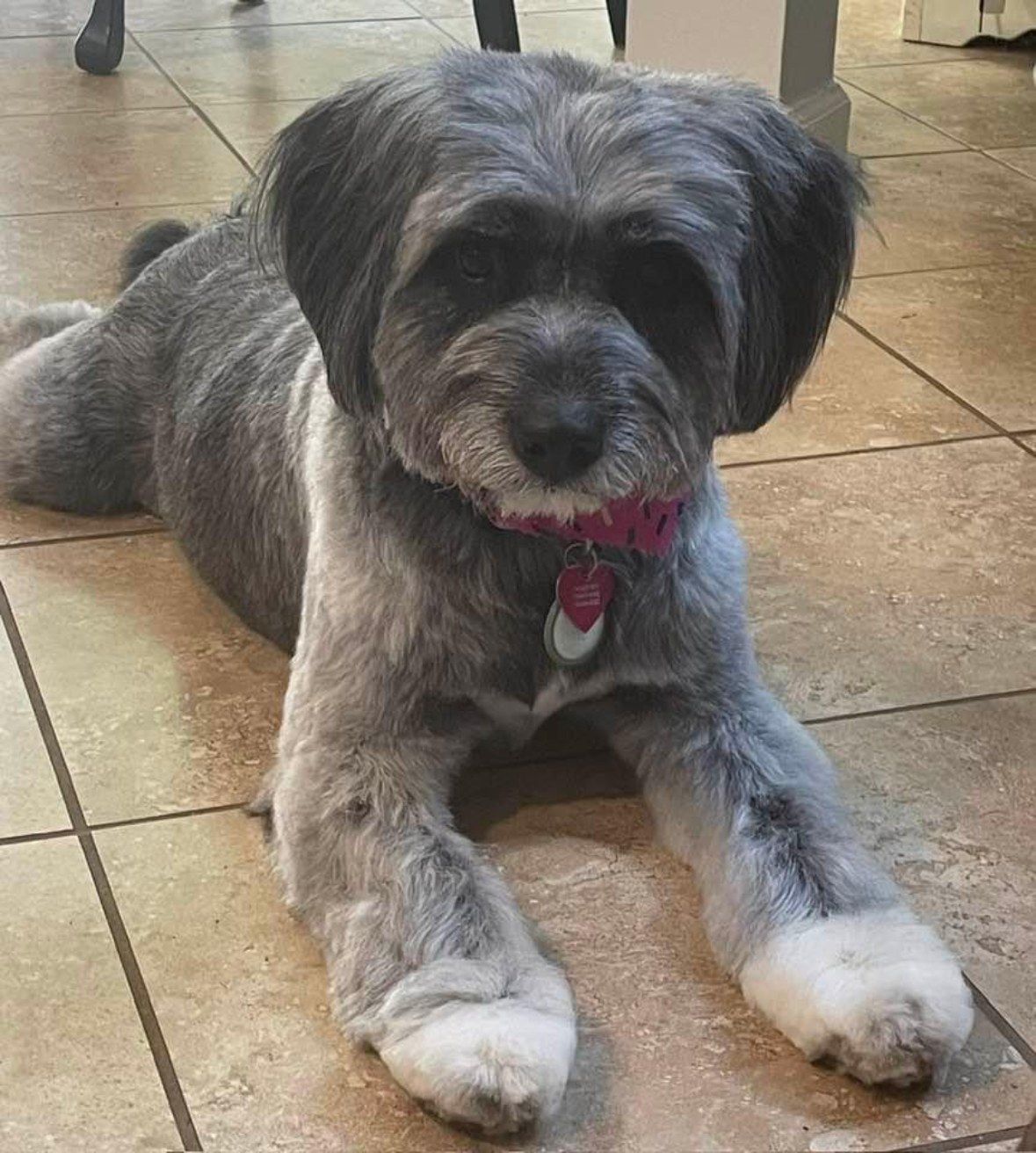 Tillie today, groomed, healthy, and safe at home