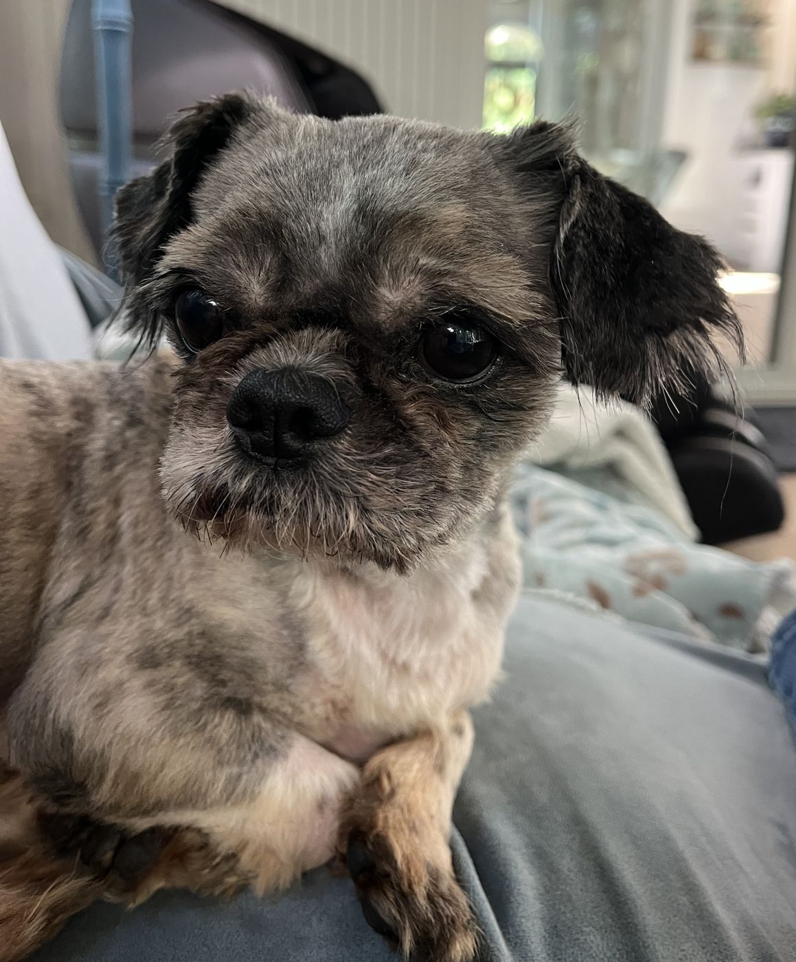 Ziggy, a small grey and tan Shih Tzu mix with dark floppy ears, resting on a lap and looking at the camera
